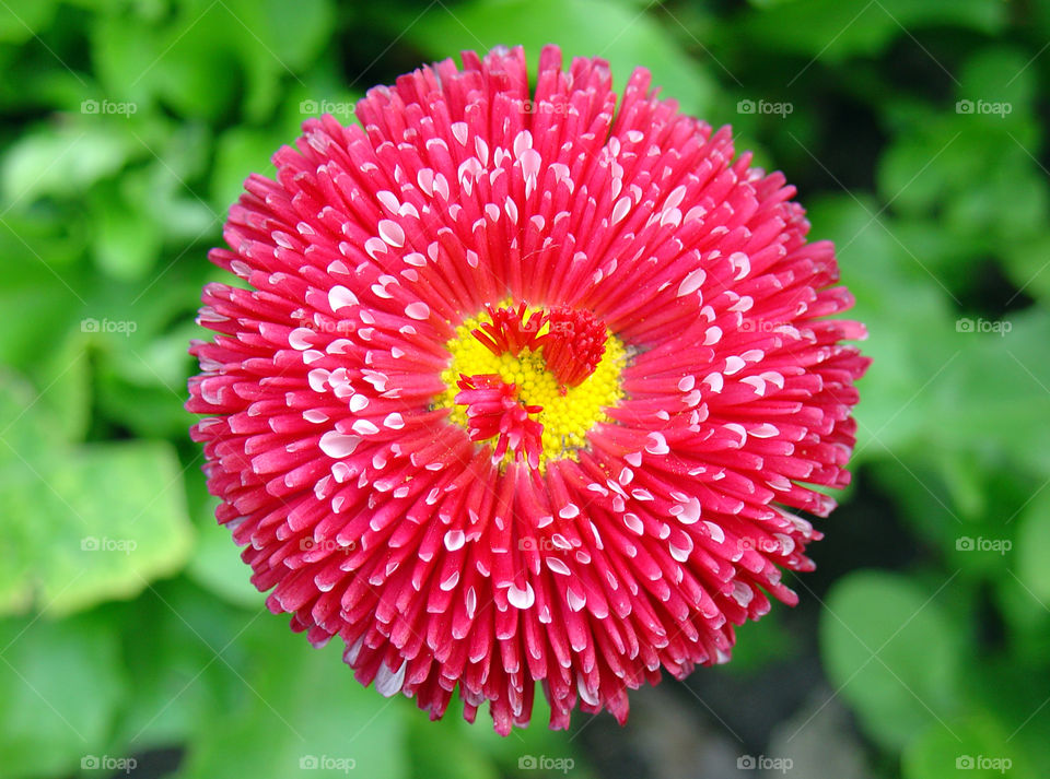 Pink Bellis