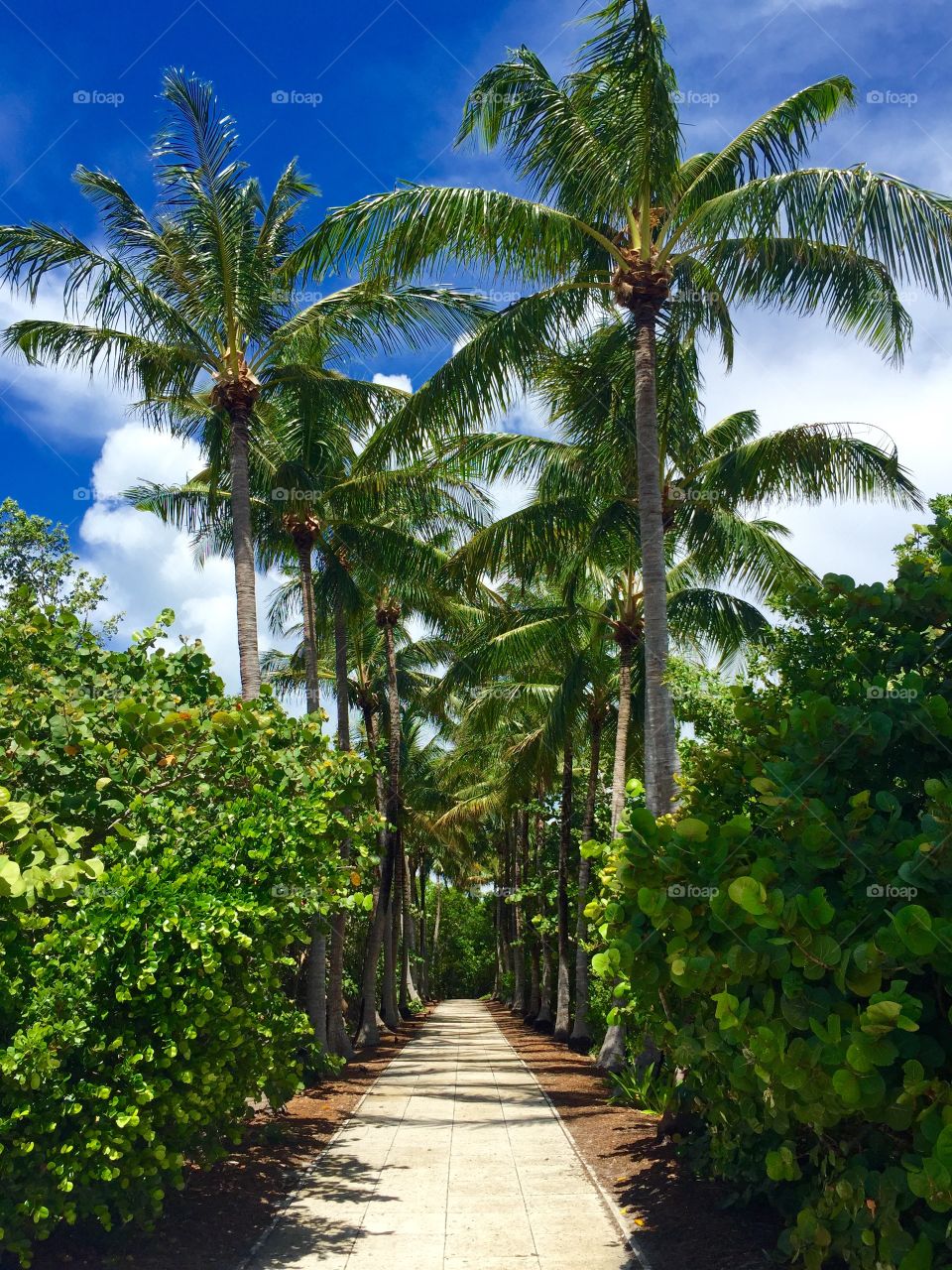 Palm Trees