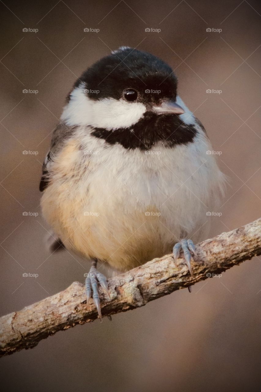 Coal tit 