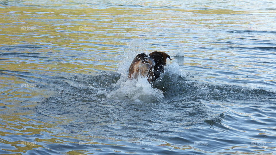 Hund planscht im Rhein