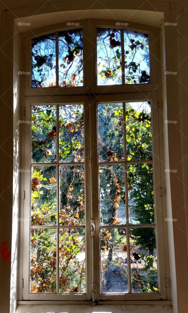 nature's window