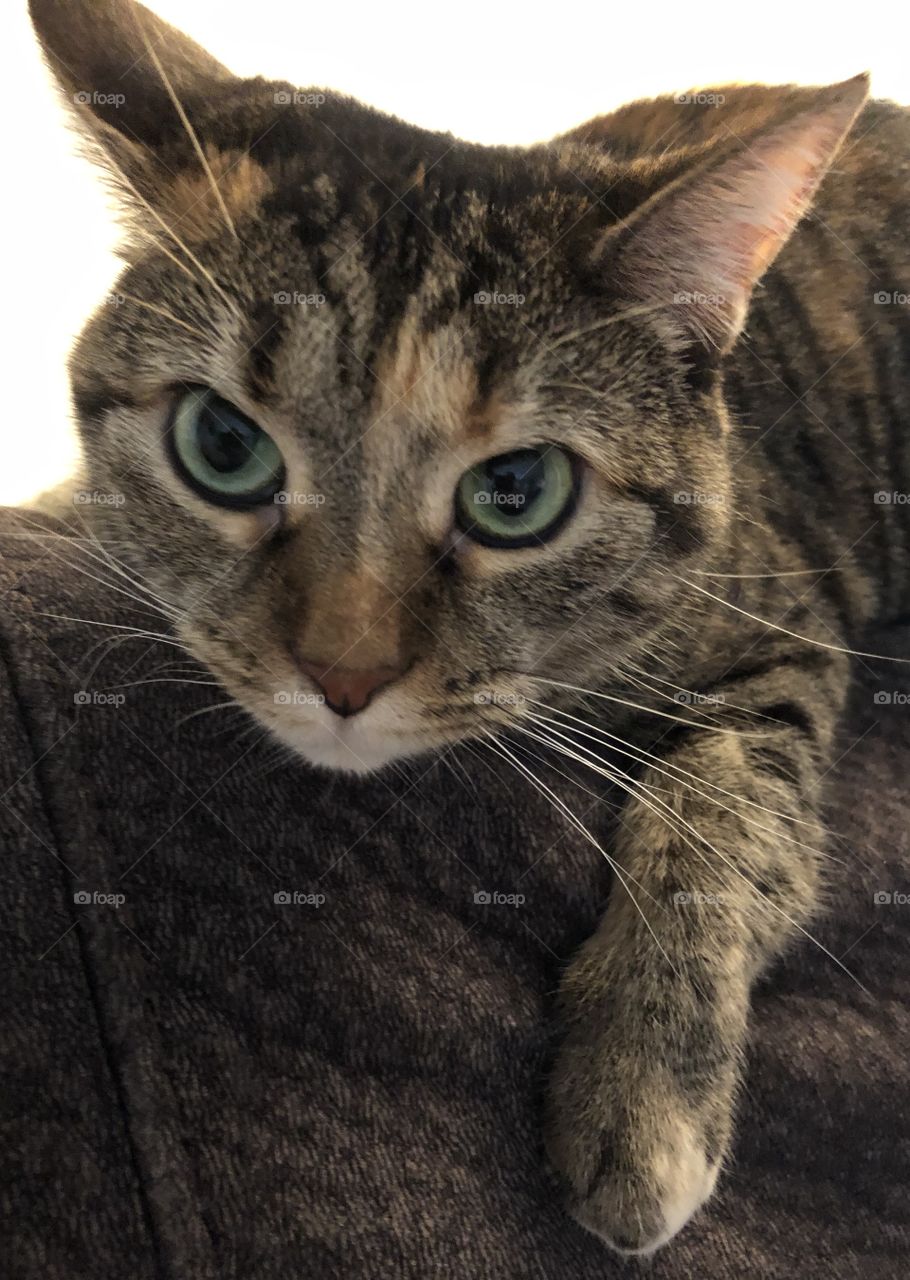 Green eyed tabby cat 