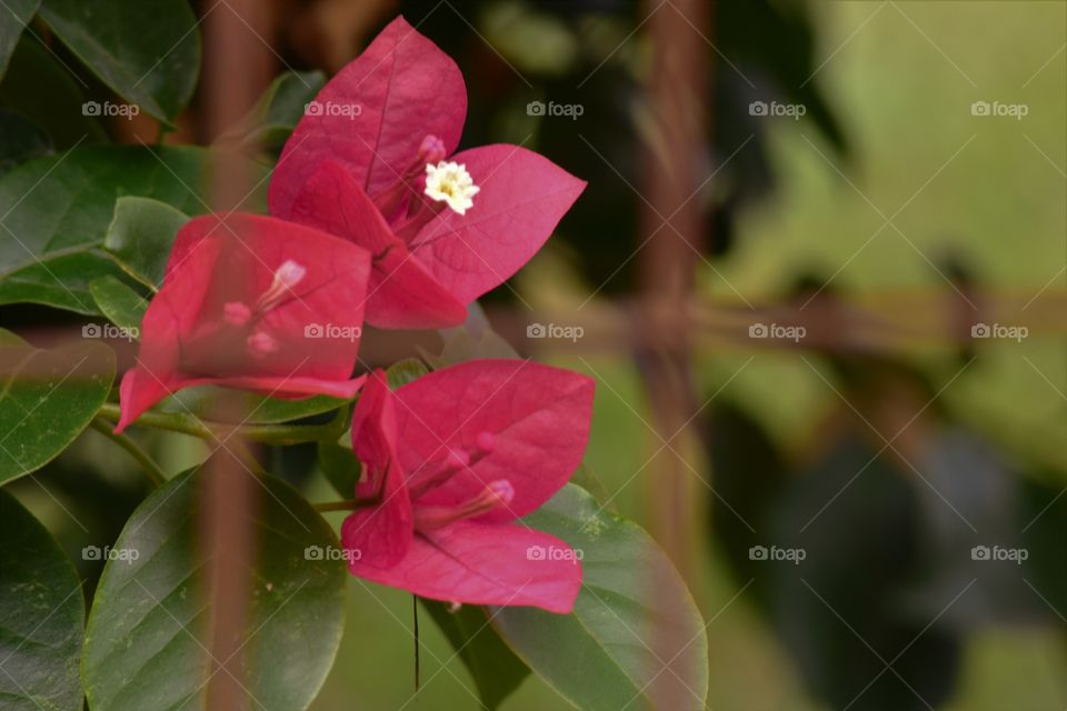 Three flowers in the garden