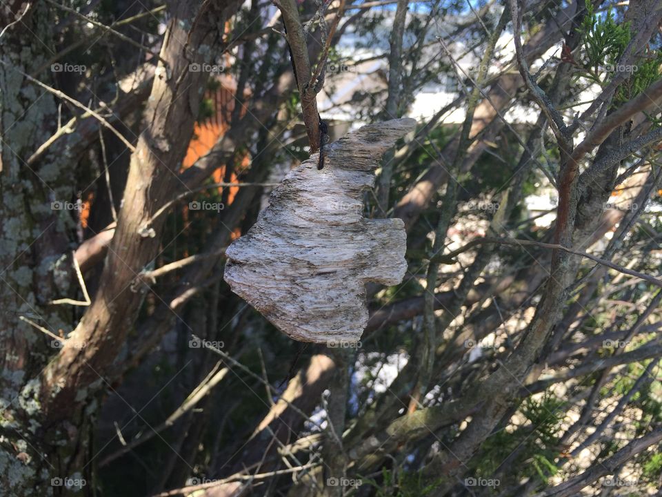 Fish carving hidden in tree