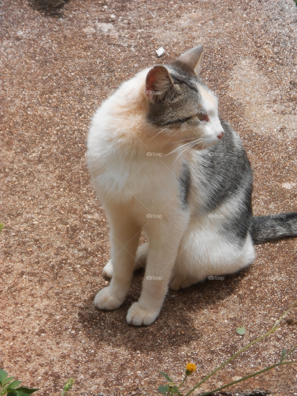 Cat Looking Around