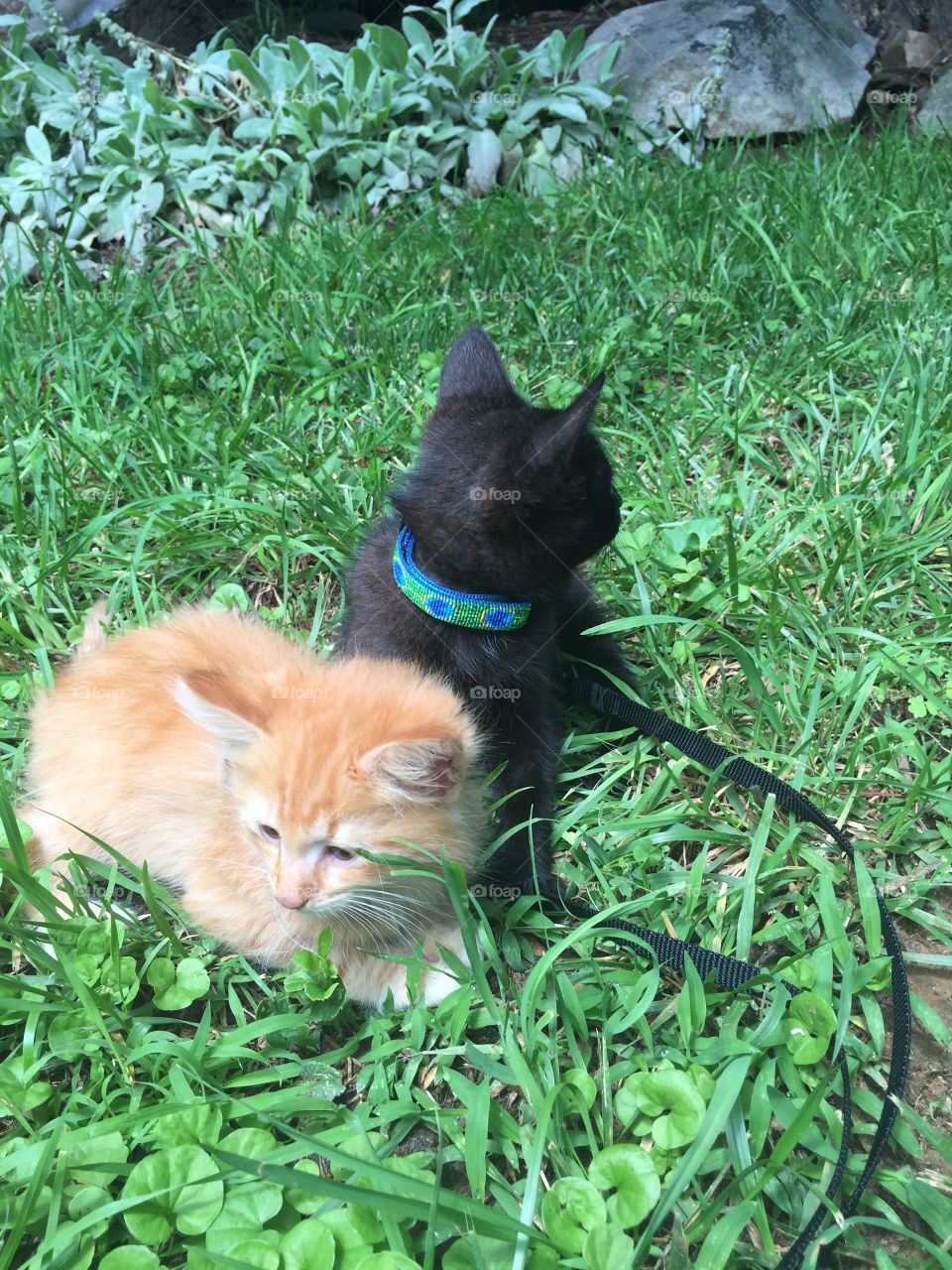Kittens on a harness