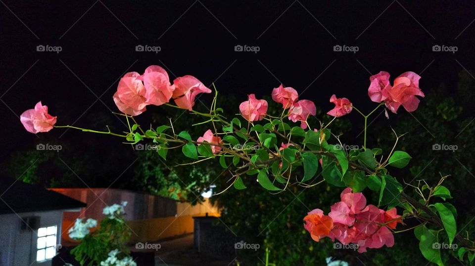 Close view of branch of pink bougainvillea plant captured at night