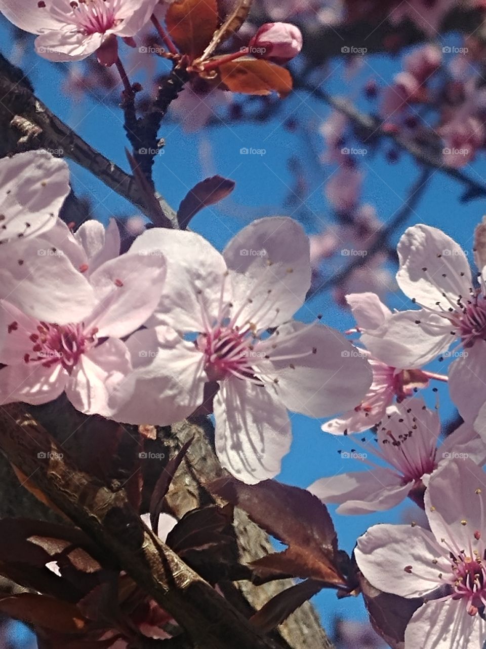 Springtime cherry blossoms they're so delicate they're five little pedals you're so pretty with a pale pink in the dark Center