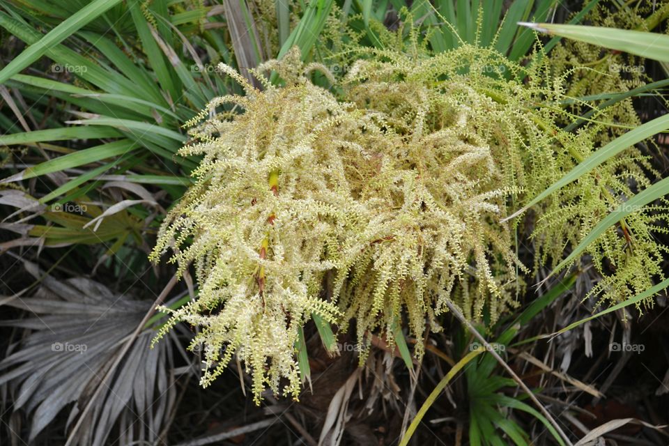 Palmetto bloom. Palmetto bloom