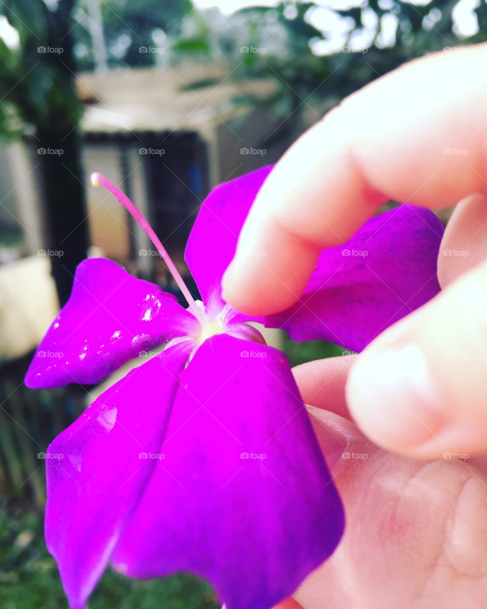 🌼#Flores do nosso #jardim, para alegrar e embelezar nosso dia!
#Jardinagem é nosso #hobby.
Um #dedinho bem delicado está contando as #pétalas...
🌹
#flor #flowers #flower #pétala #garden #natureza #nature #flora 