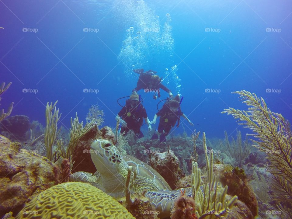 A green sea turtle sneaks up on new divers.