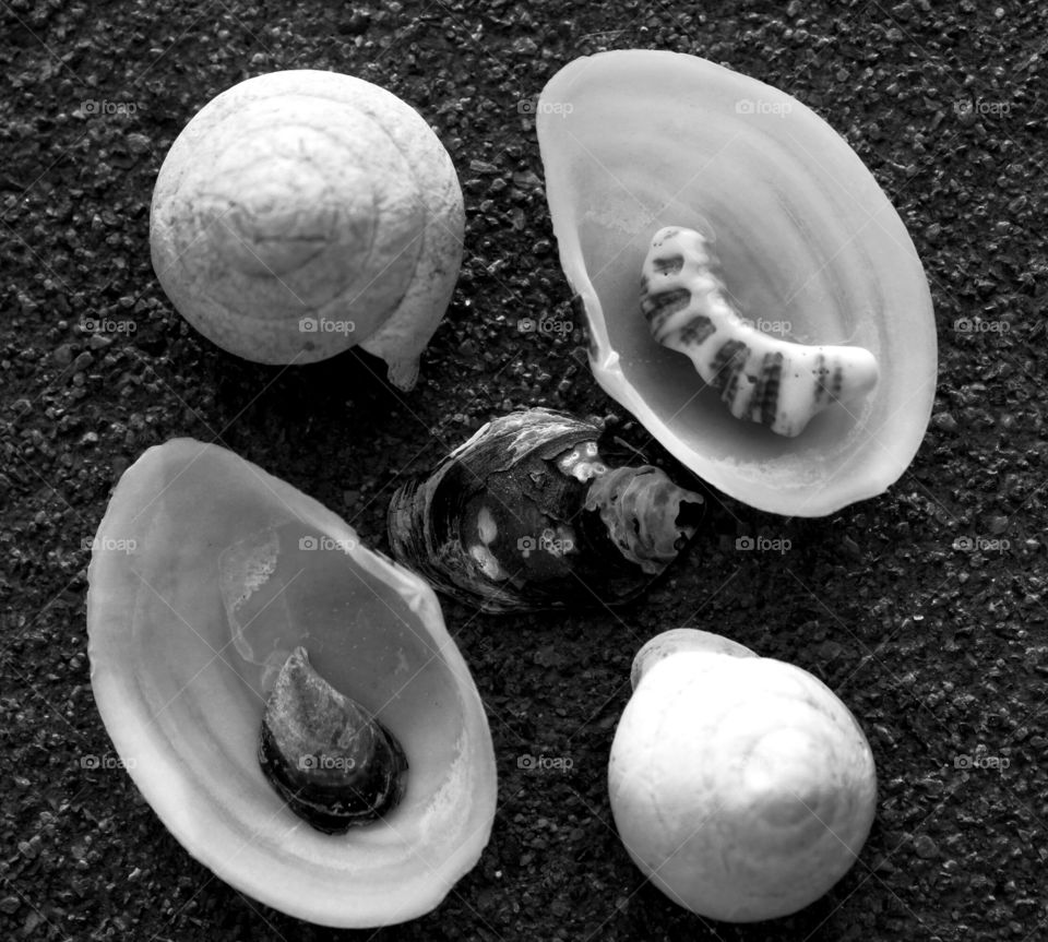 black and white seashells