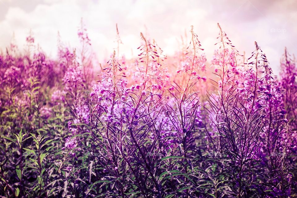 Flowers at sunset