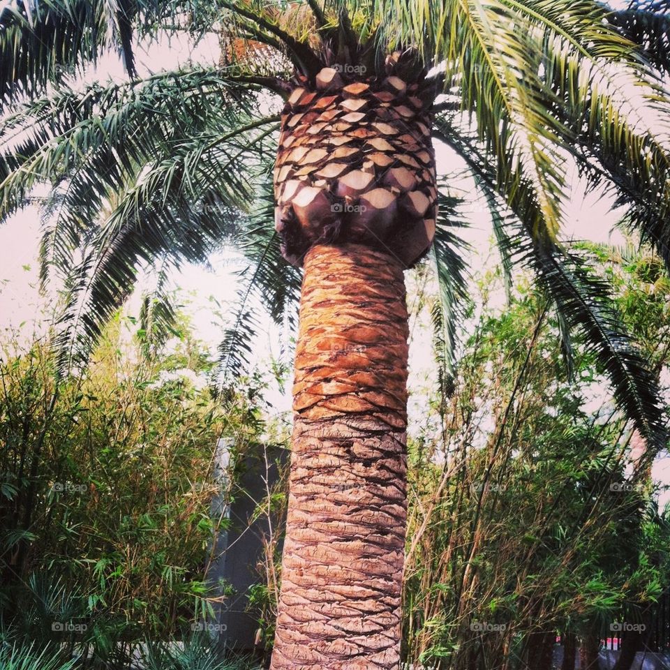 happy tree palm love by heidisfabulous