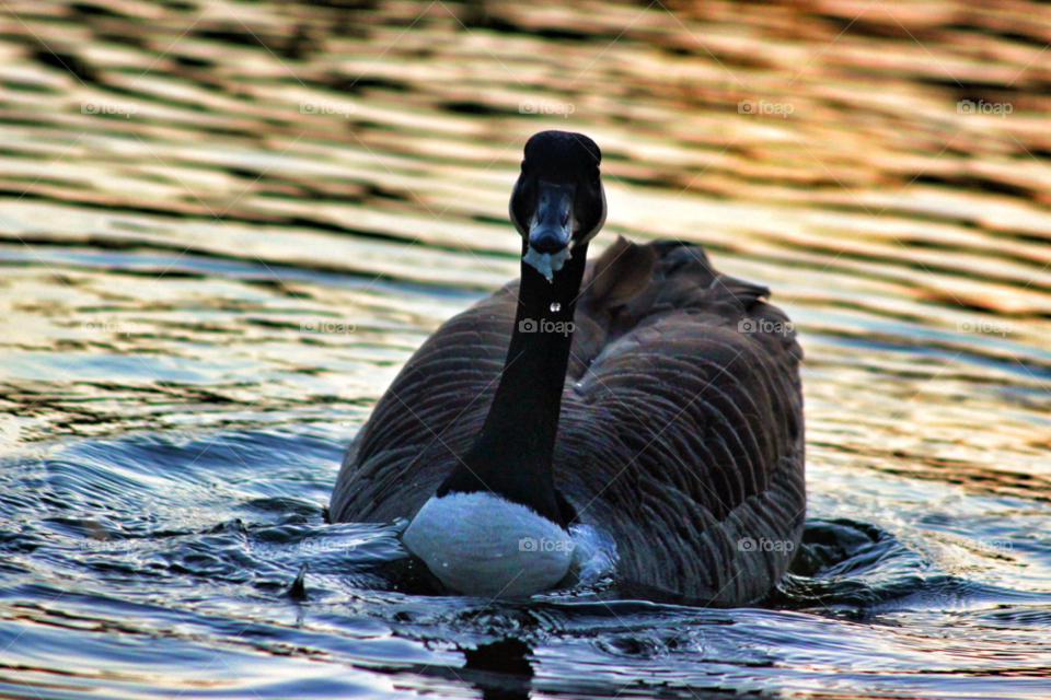 nature birds water lake by Elina