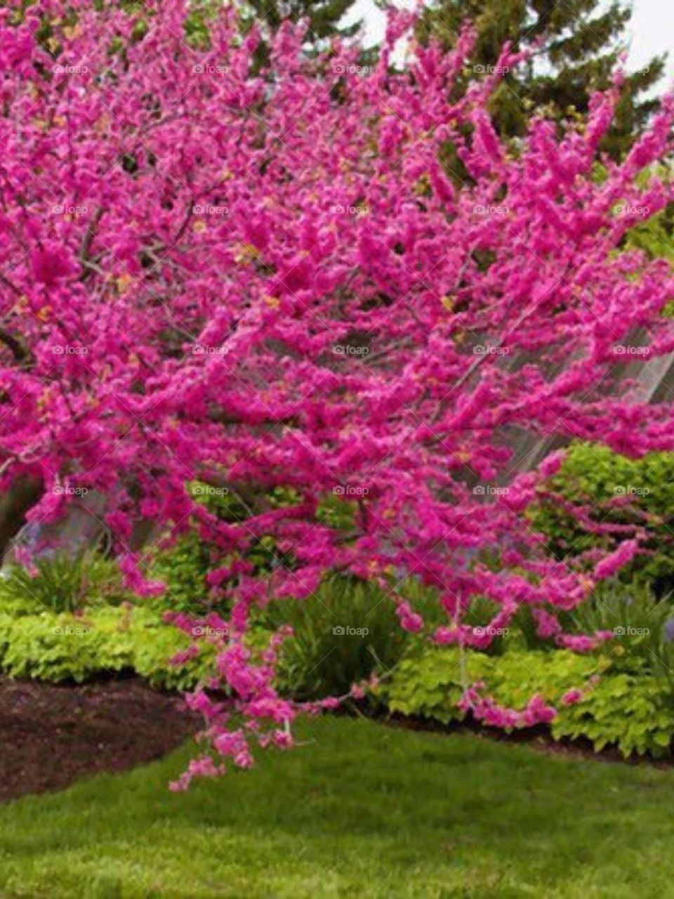 Jacaranda tree, a tree with purple hair color