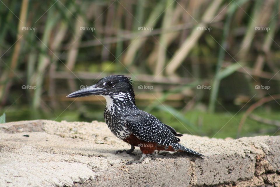 Giant kingfisher. sitting in the afternoon sun