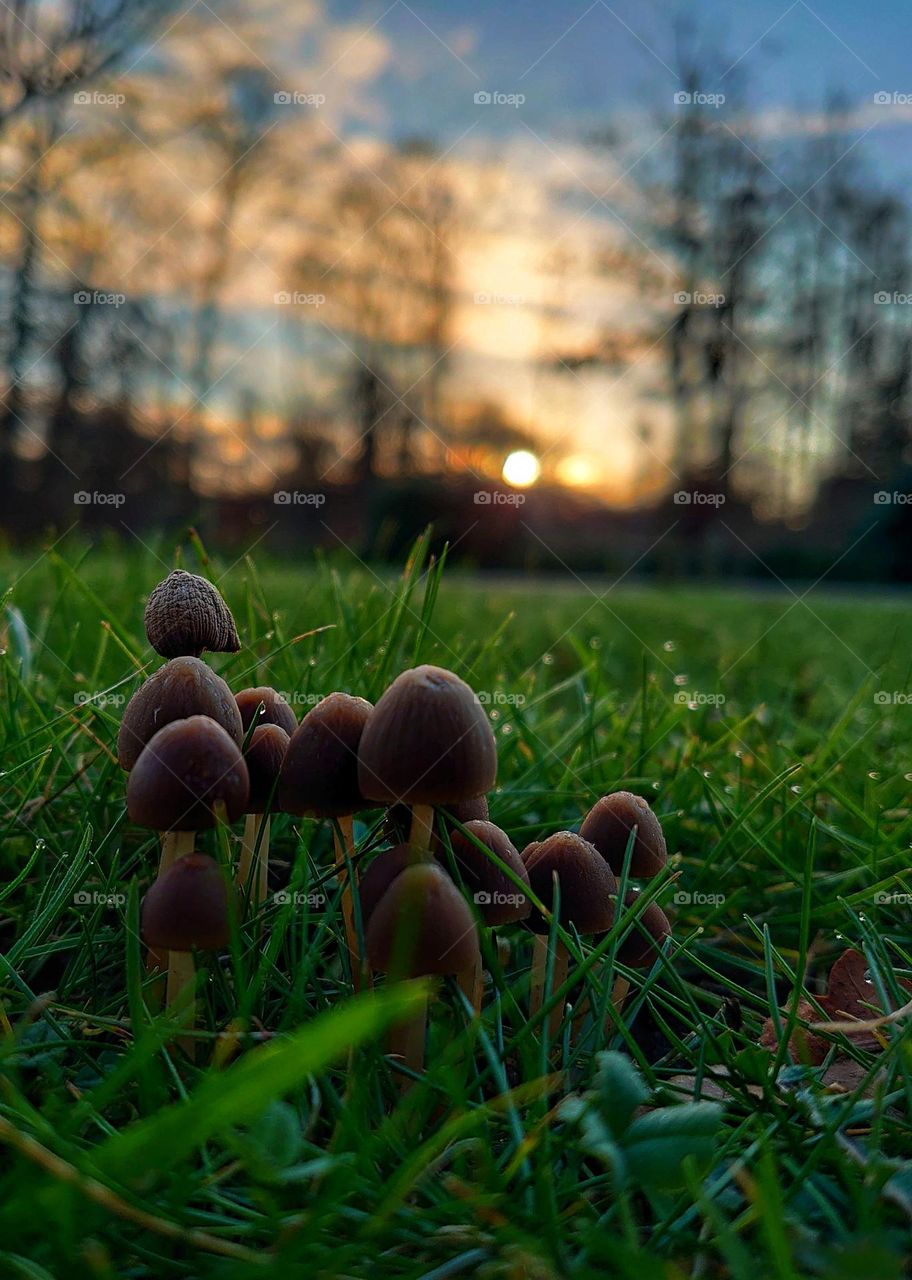 funghi at sunrise