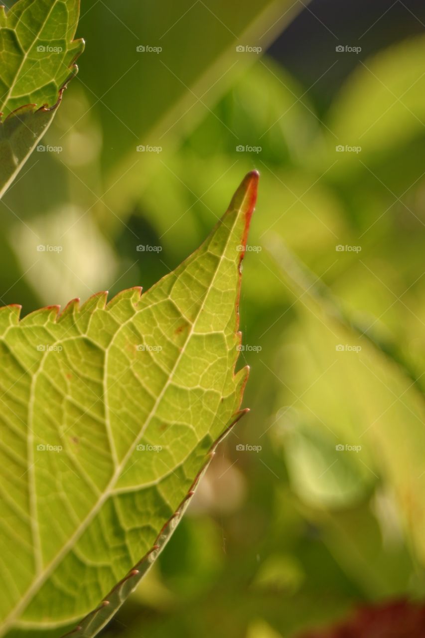 Leaf