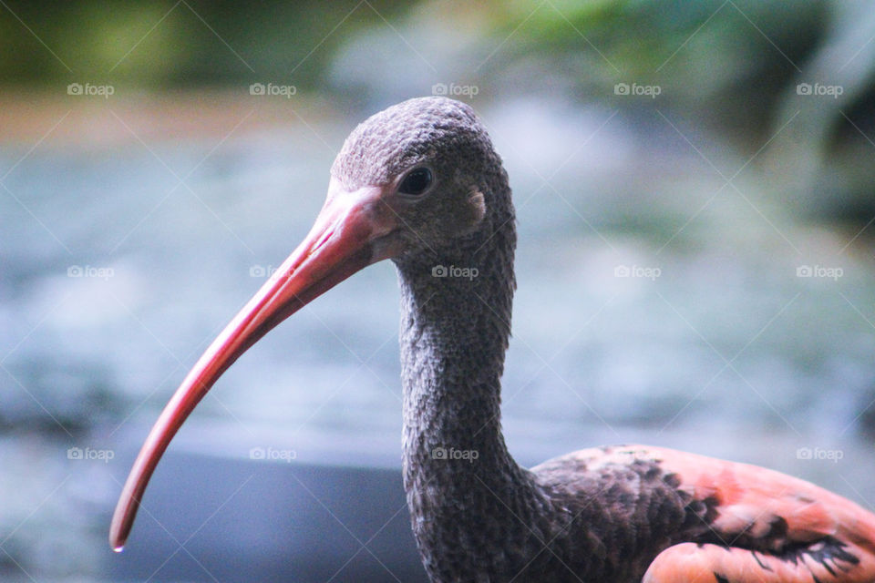 cute bird water drop