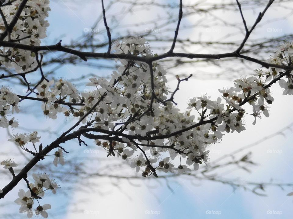 Blooming trees