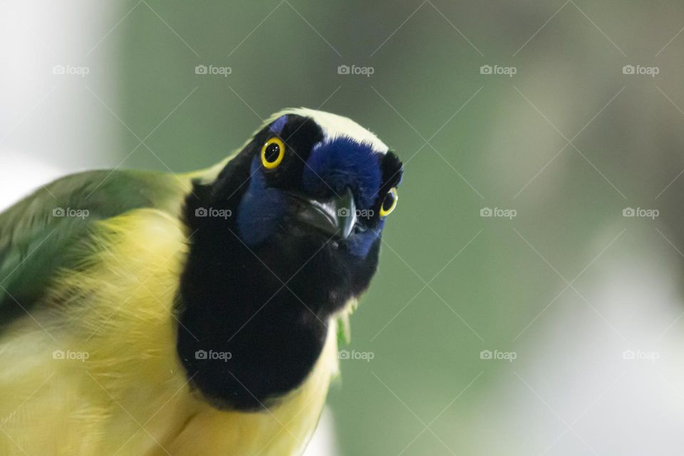 Surprise, curious bird