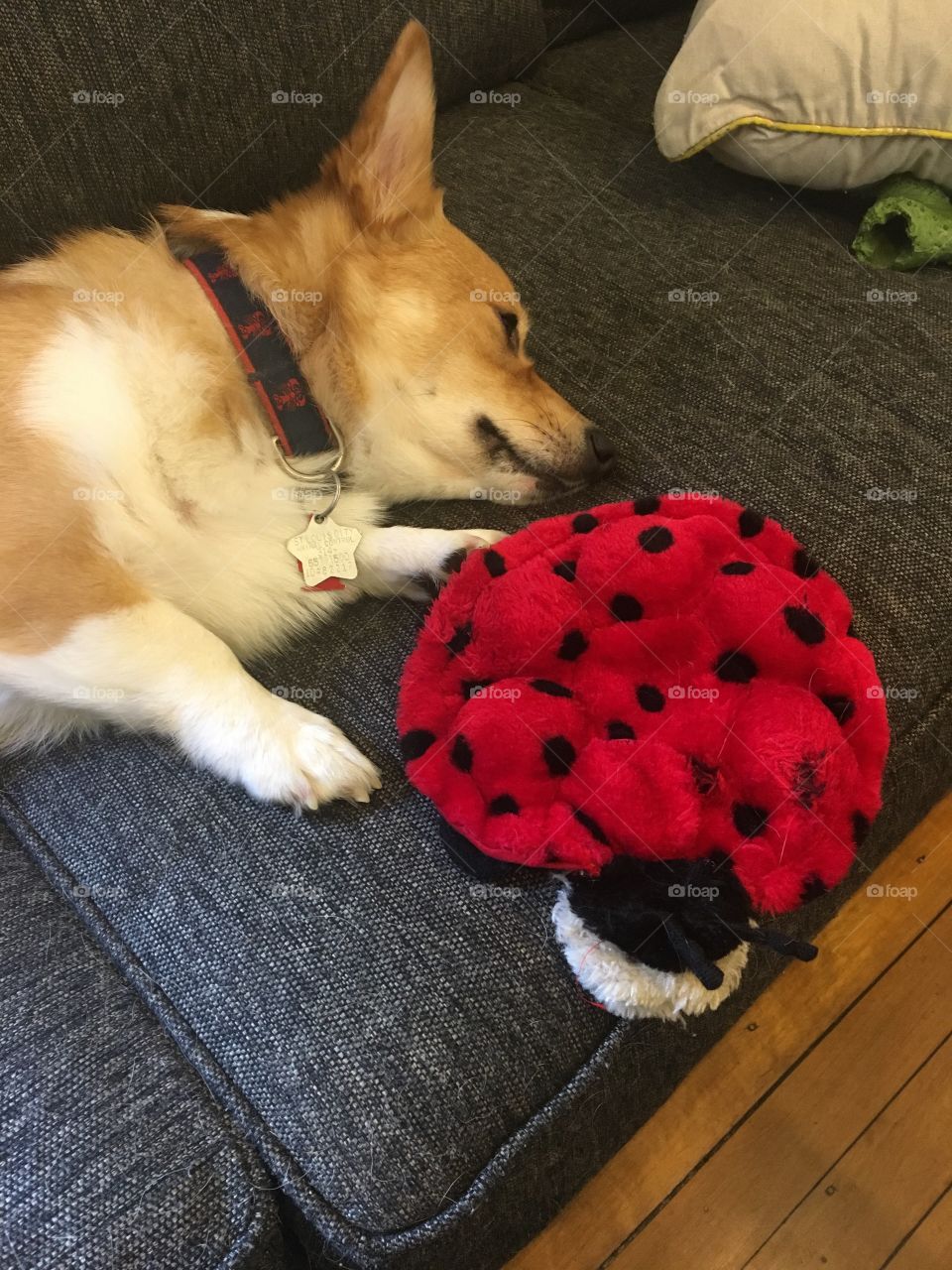 Sleepy corgi puppy with dog toy ladybug