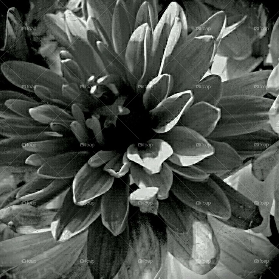 b+w dahlia