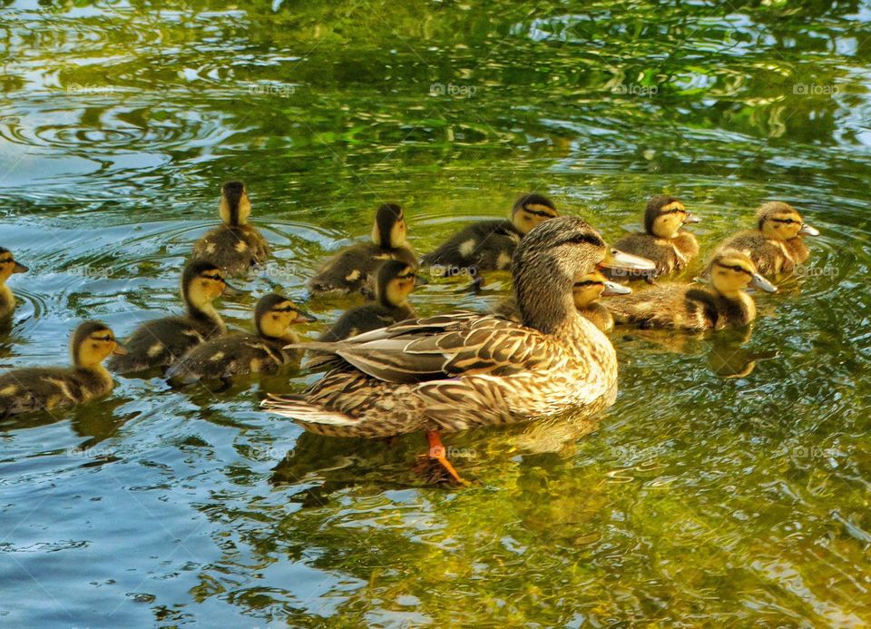 Mother Duck And Ducklings