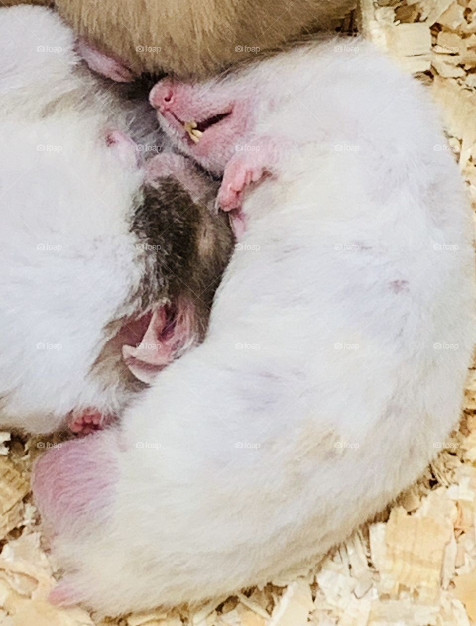 Sleeping gerbils 