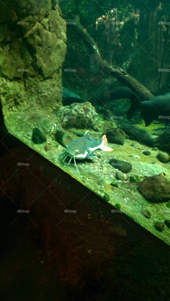 Underwater, Fish, Water, Nature, No Person