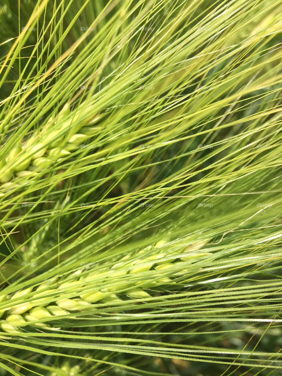 Wheat growing in field