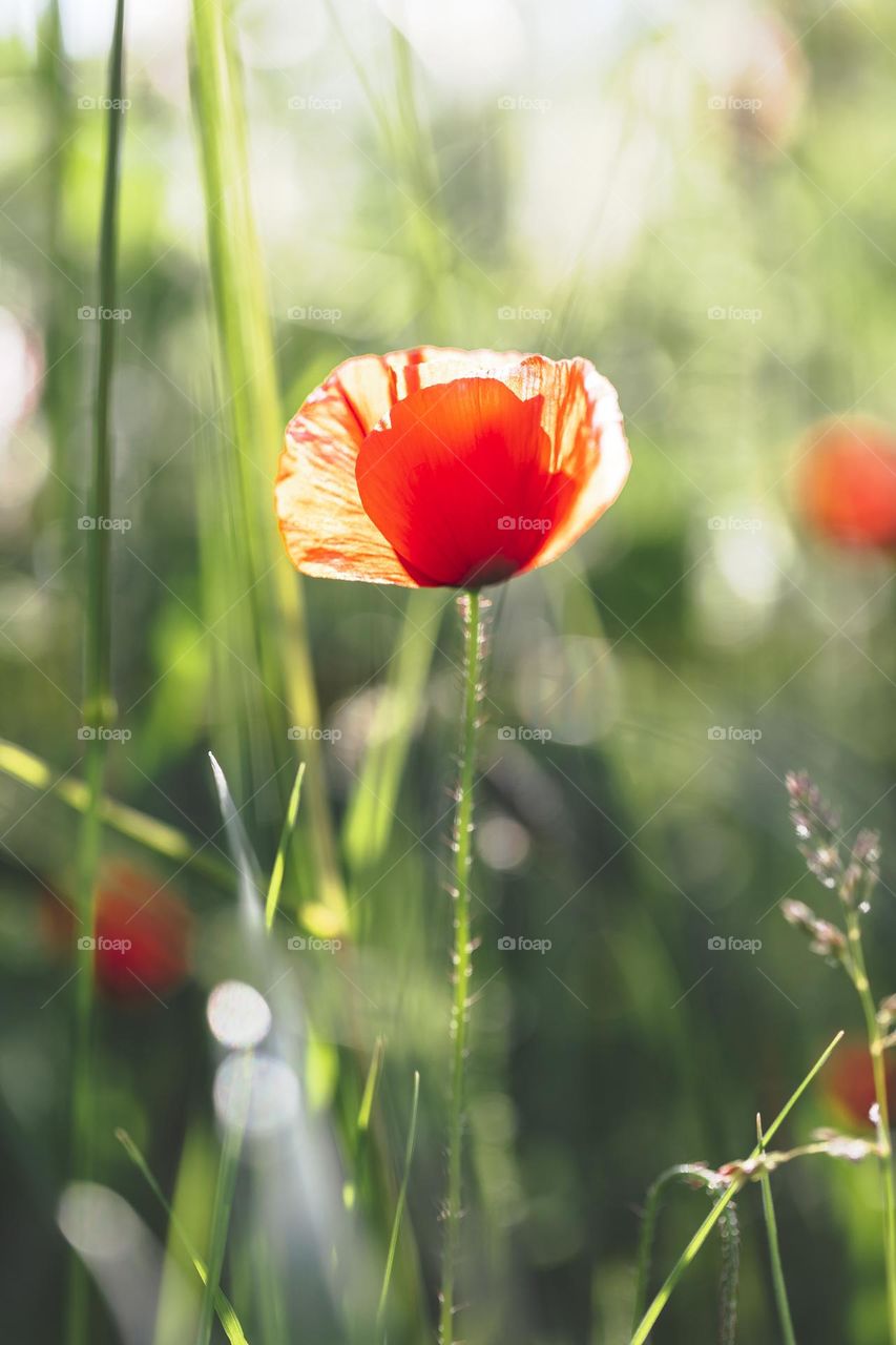 a portrait of a red poppy flower in a tall grass field. the red flower is standing out in the blurred green sea.