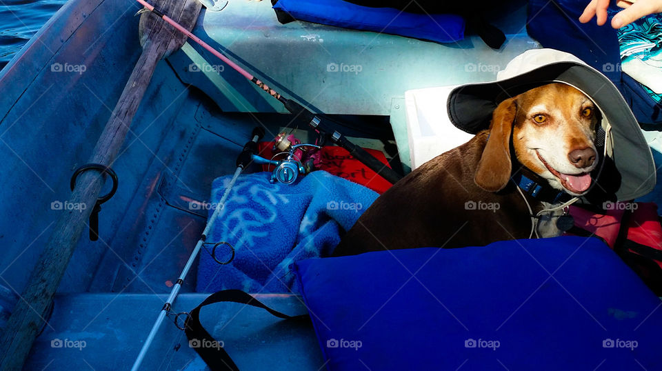 This beagle refused to be left home when mom and dad went fishing so we piled him in the bottom of the boat with his blanket  and a hat to keep the sun out of his eyes