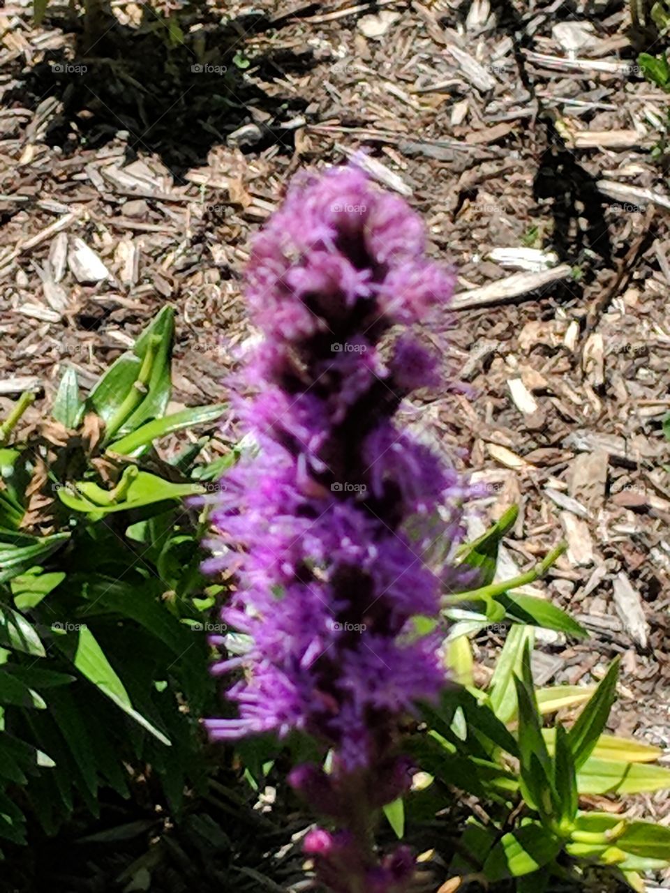 purple stem flower