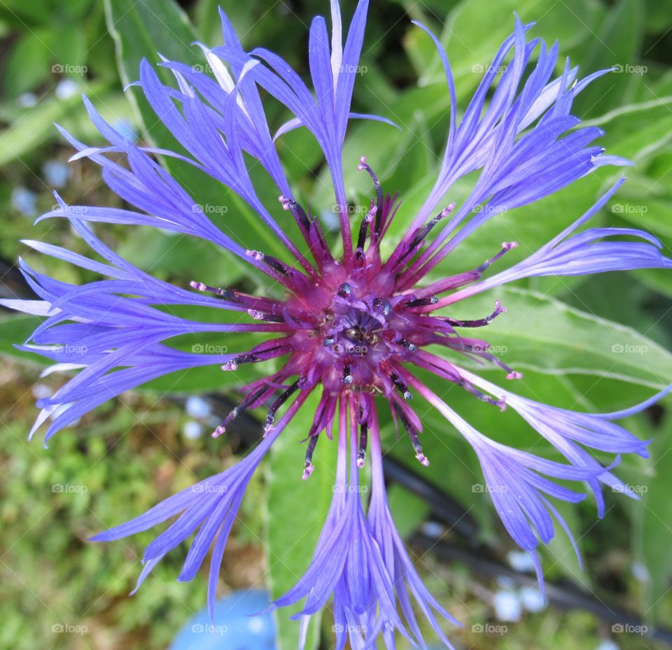 Cornflower growing in the garden