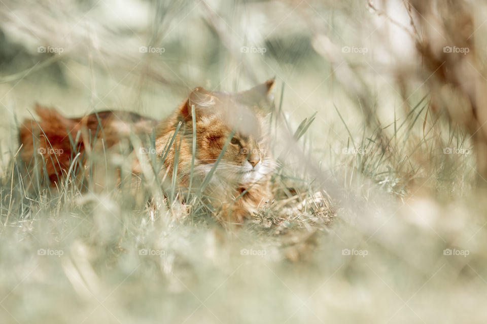 Somali cat outdoor at spring sunny day