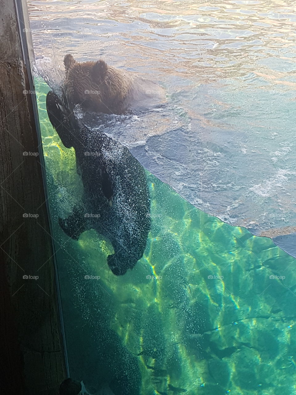 Large Brown bear swimming in zoo habitat peering through glass wall at visitors