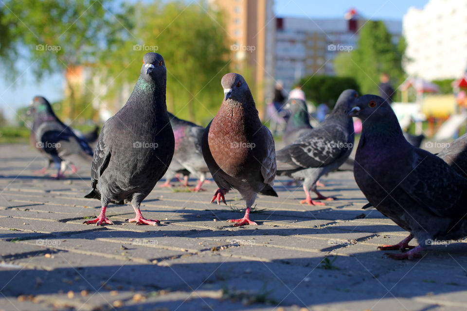 Pigeon, bird, "living being", fauna, nature, park, eat, grains, take off, landscape