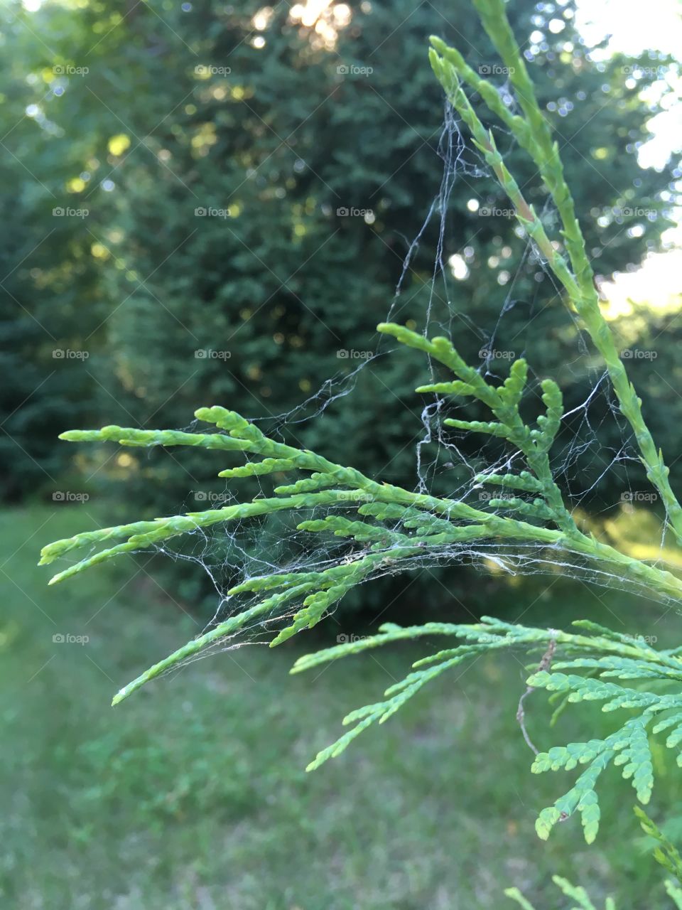 Tree and spiderweb 