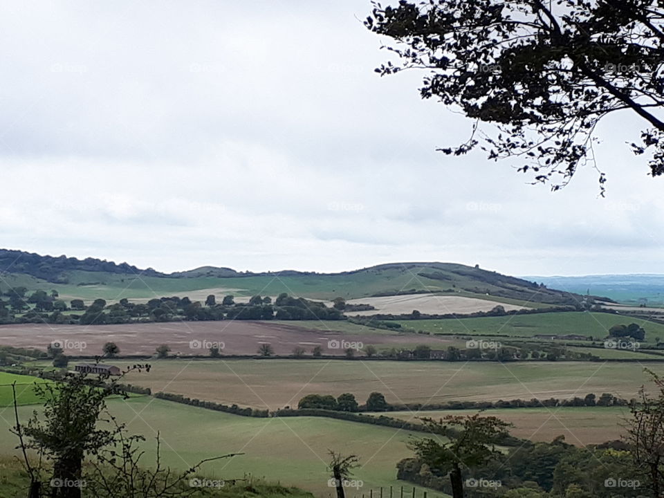 Landscape, Tree, No Person, Agriculture, Nature