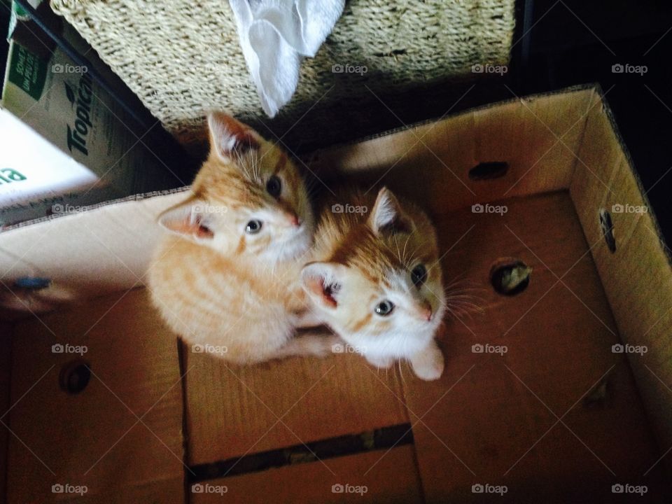 Brothers , orange tabby kittens 