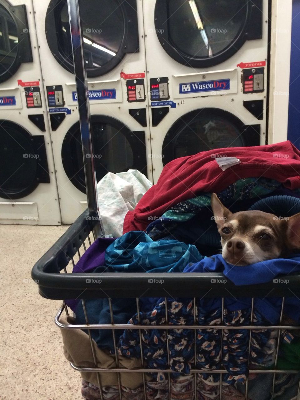 Lulu laundry