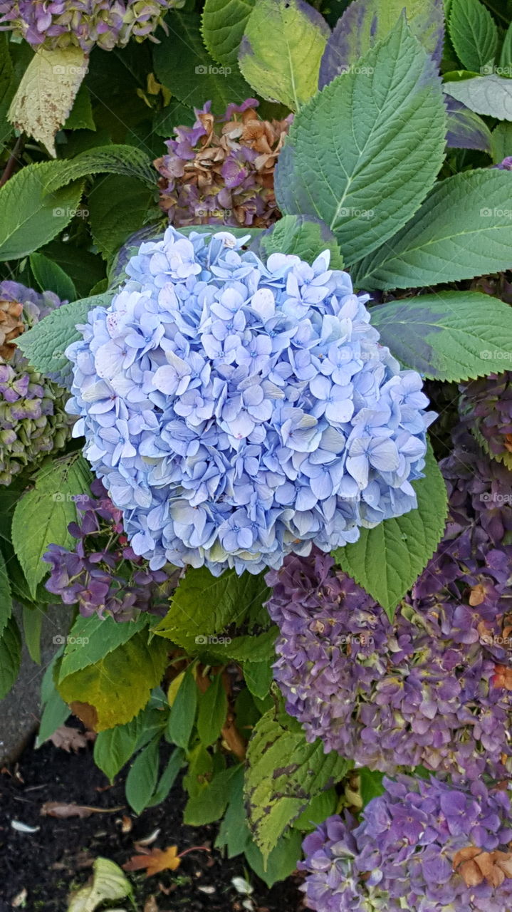 blue flowers