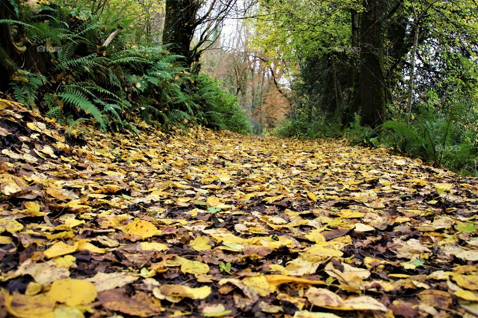 foliage floor