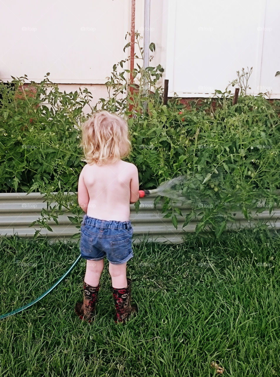 Watering vegetable patch