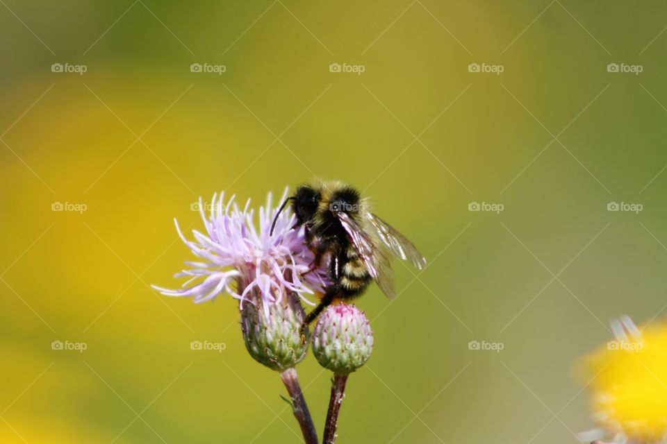 Pink flower