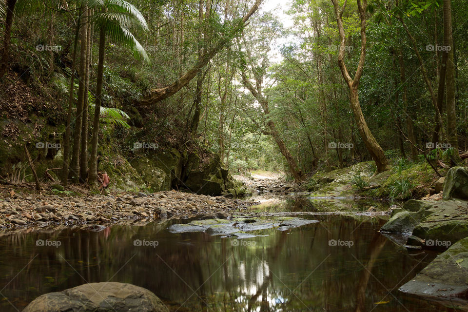 Scenic view of trees in forest