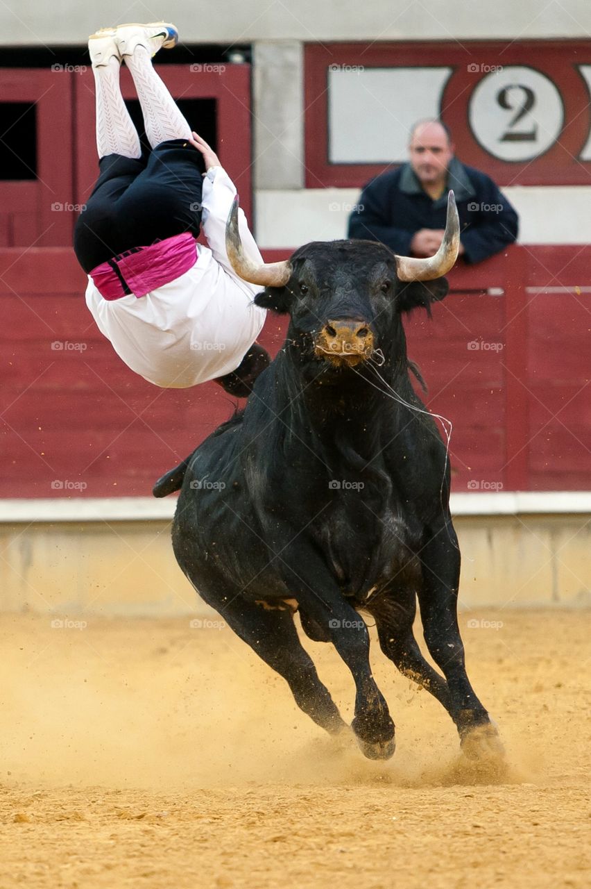 Toros Bulls fiestas populares bull Fighter Spain