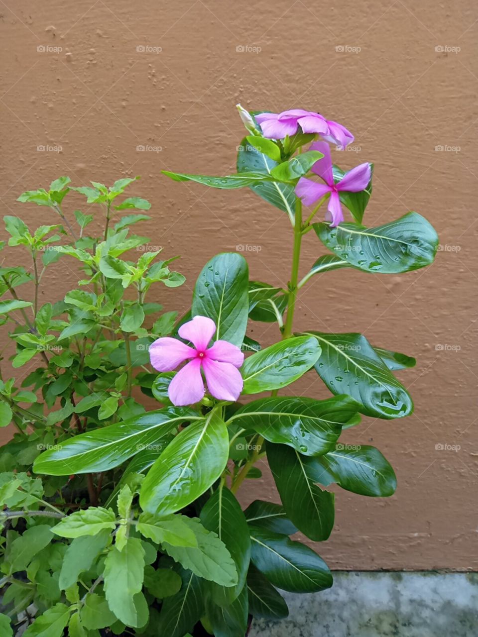 Pink and green beauty